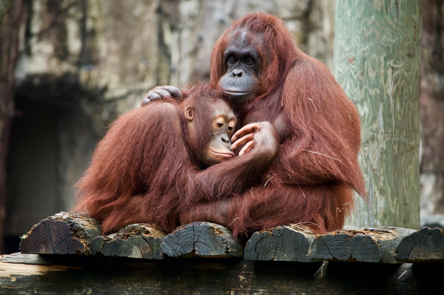 絶滅危惧種とは?2023年最新版!26種類の動物を一覧で解説 | COCOCOLOR EARTH