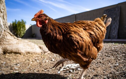 平飼い卵とは?メリット・デメリット、購入方法、エンリッチドケージとの違いも解説