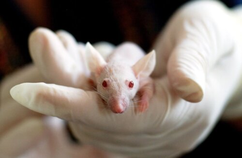 動物実験に反対?倫理観や代替法、3Rについて解説