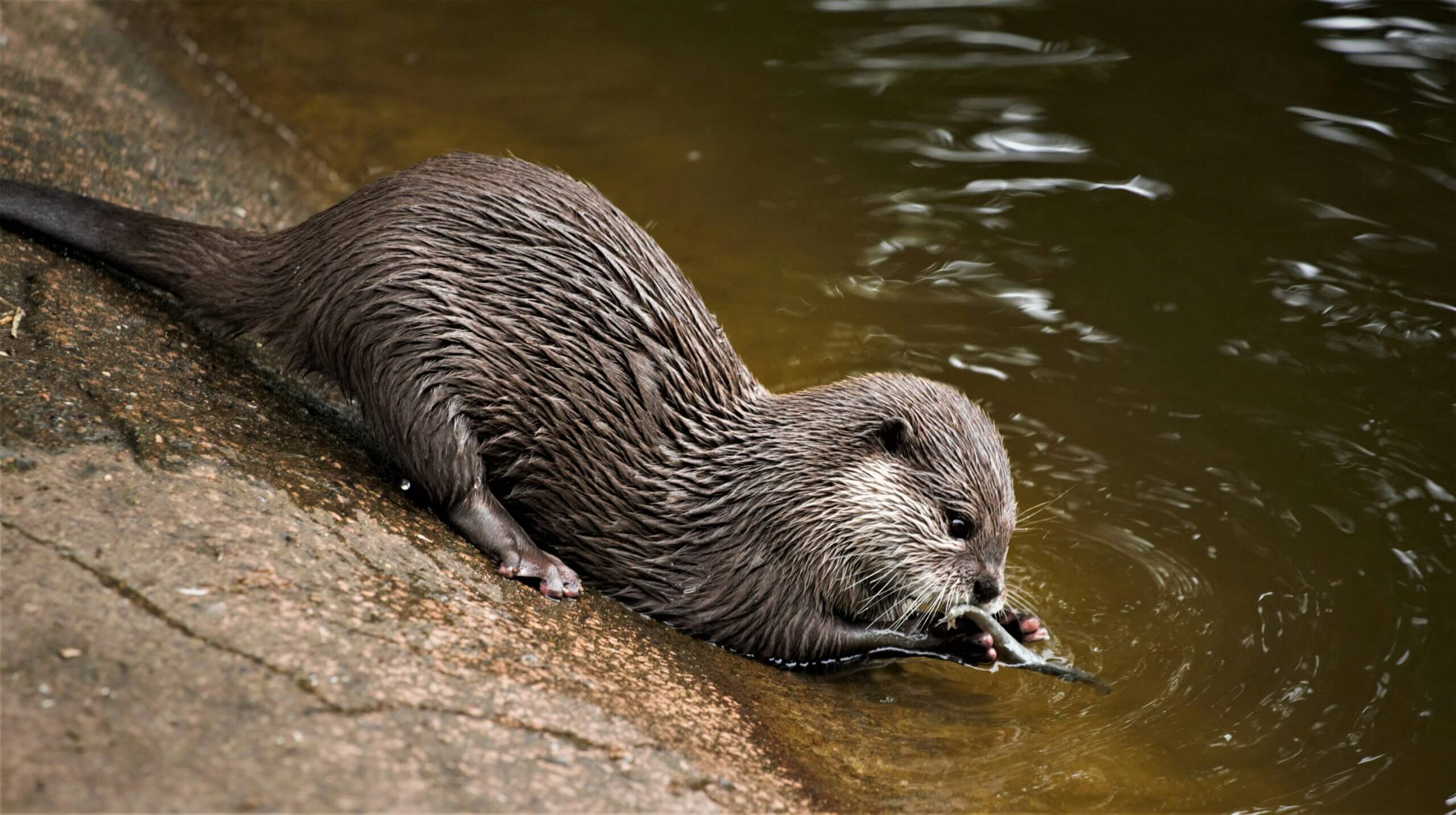 ラッコは絶滅危惧種で国内飼育数が3匹に減少？水族館で人気のラッコが高齢化