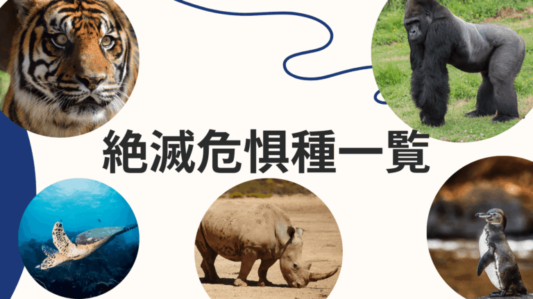  2026 COCOCOLOR EARTH